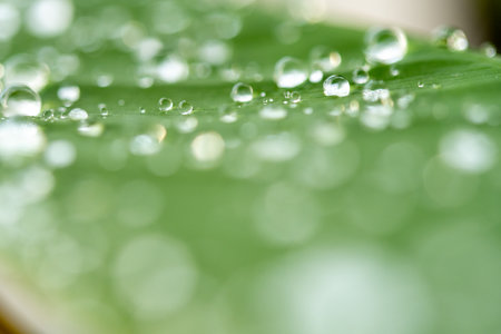 water droplets on a leafの写真素材