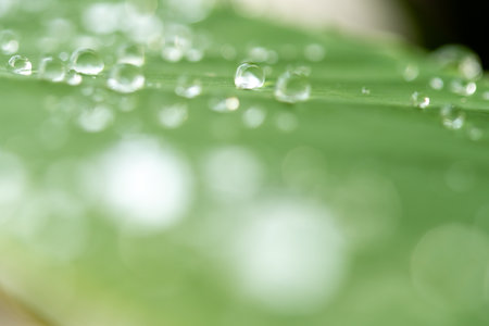water droplets on a leafの写真素材