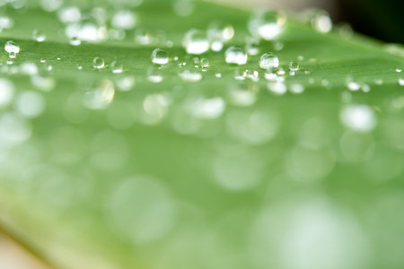 water droplets on a leafの写真素材