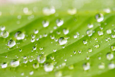 water droplets on a leafの写真素材