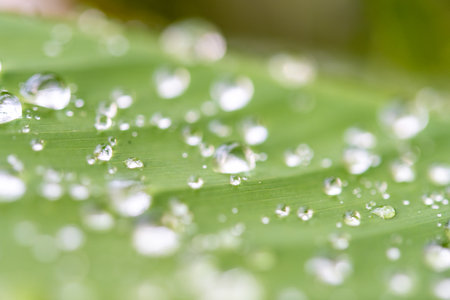 water droplets on a leafの写真素材