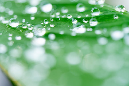 water droplets on a leafの写真素材