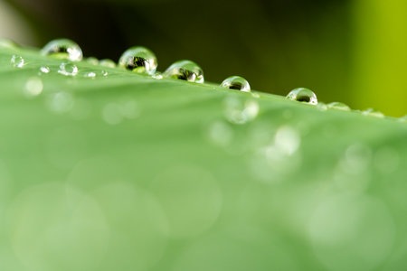 water droplets on a leafの写真素材