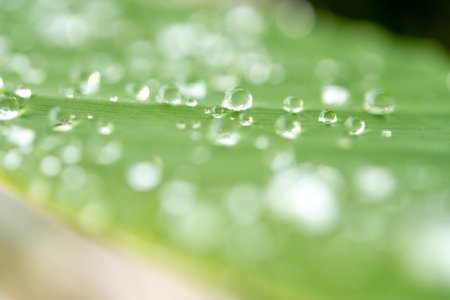 water droplets on a leafの写真素材