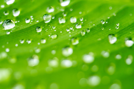 water droplets on a leafの写真素材