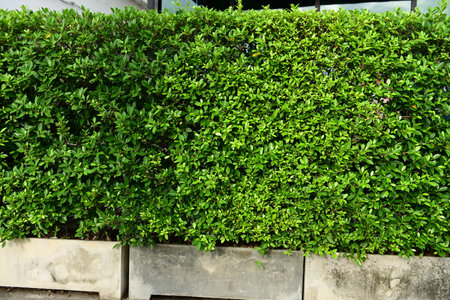 A vibrant green leaf wall that feels refreshing and full of lifeの写真素材