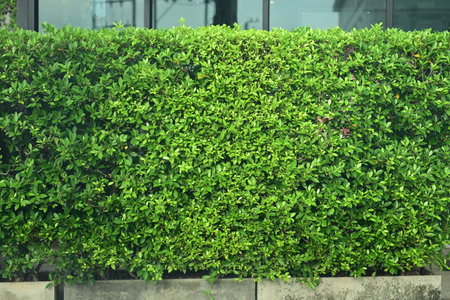 A vibrant green leaf wall that feels refreshing and full of lifeの写真素材