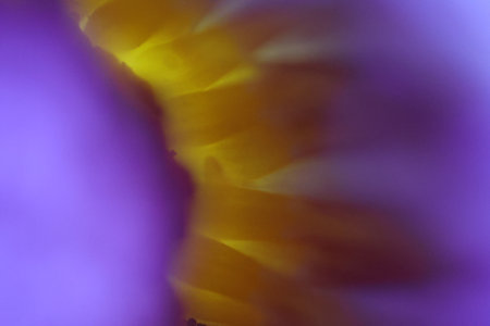 A purple lotus flower photographed in close-up, focused on a part of the flower.の写真素材
