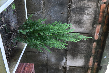 Small pine tree in a potの写真素材