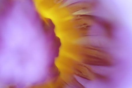A purple lotus flower photographed in close-up, focused on a part of the flower.の写真素材