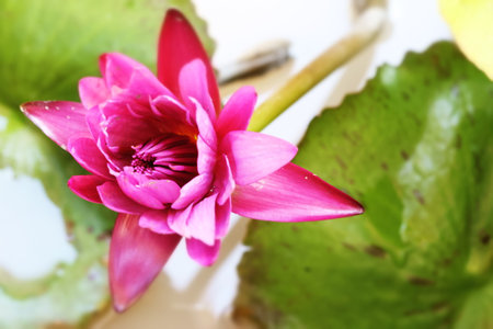 A full purple lotus flower photographed entirelyの写真素材