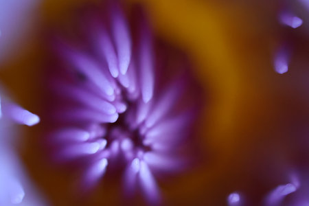 A purple lotus flower photographed in close-up, focused on a part of the flower.の写真素材