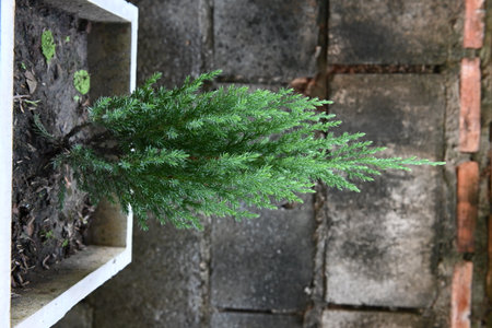 Small pine tree in a potの写真素材
