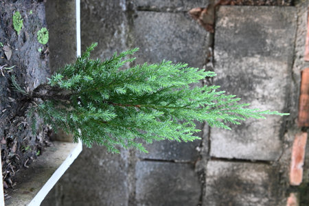Small pine tree in a potの写真素材
