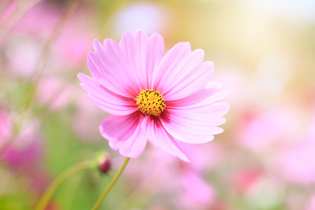 Cosmos and pink flowers in the sun. Suitable for relaxing holidaysの写真素材