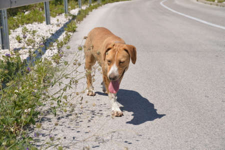 Dog on the roadの写真素材