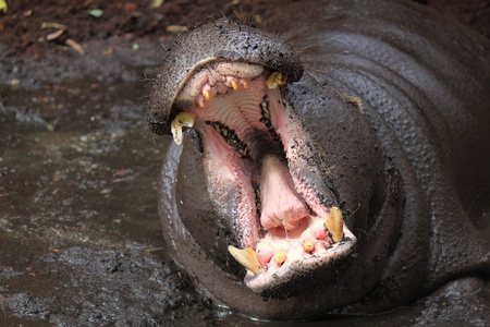 Hippopotamus lies in a puddle and yawnsの写真素材