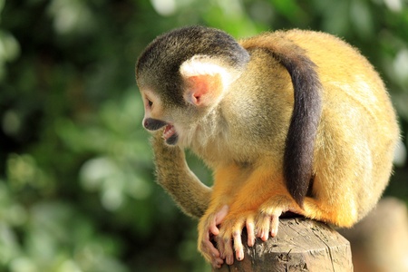 The black-capped squirrel monkey