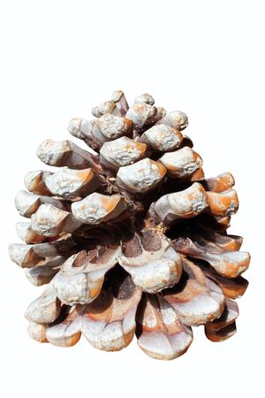 Pine cone on white background