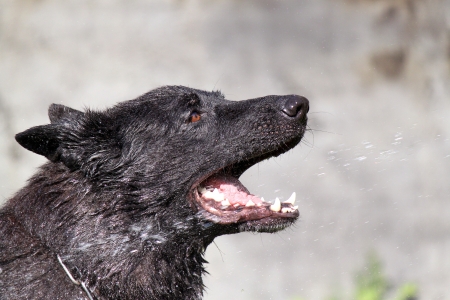 The dog, bathing in hot weather