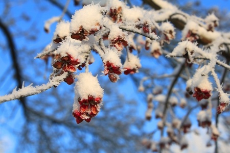 Red fruits of shrub under the snow against the blue sky