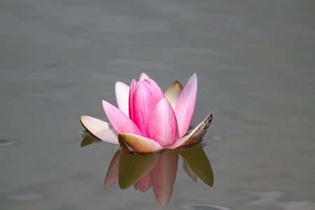 Blossomed flower of pink water liliesの写真素材