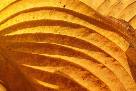 Fragment of yellow leaf  in the rays of the autumn sunの写真素材