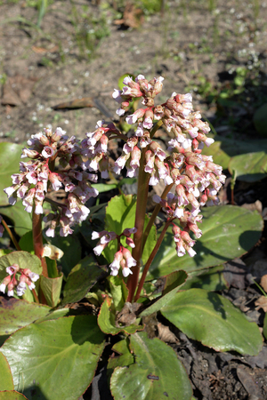 Bergenia stracheyi is a plant species in the genus Bergenia found in the Western Himalayas, Afghanistan and Tajikistan. The name Bergenia was given to the genus in honour of the German botanist and physician Karl August von Bergen (1704-1759).の写真素材