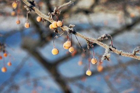 Toringo crab apple fruits in winter. Crab apples are widely grown for their decorative fruit.の写真素材