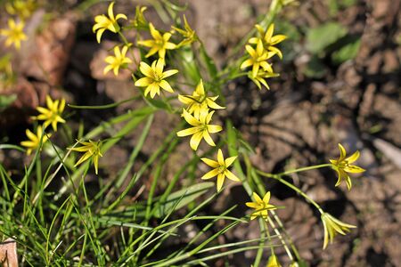 Gagea is a large genus of spring flowers in the lily family. It is found primarily in Eurasia