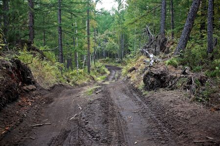 The road passing through the forest in Kamchatka. Russiaの写真素材