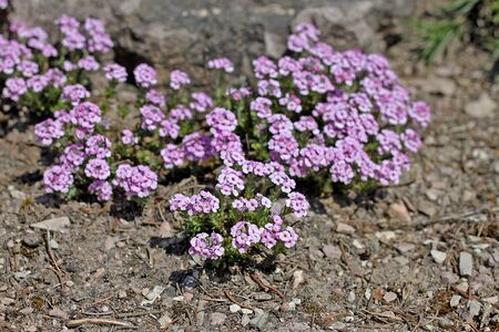 Aethionema schistosum (other names Turkish stonecress, Fragrant Persian stone cress) is a low, mound-foroming evergreen or semi-evergreen perennial with small, linear, blue-green leaves and dense racemes of fragrant, pale pink flowers in springの写真素材