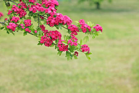 Crataegus laevigata (Hawthorn). Branch with red double flowers