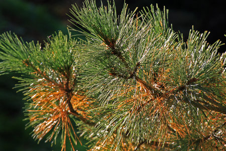 Conifer branch on dark background