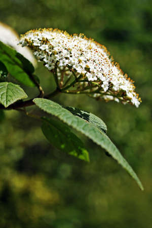 Blooming Wayfaring Tree (Viburnum lantana)の写真素材
