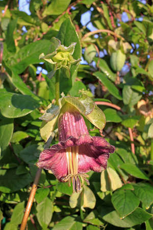 Cobaea is a genus of flowering plants including about 20 species of rapid growing, ornamental...