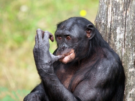 portrait of a bonobo monkeyの写真素材
