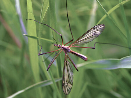 crane-fly