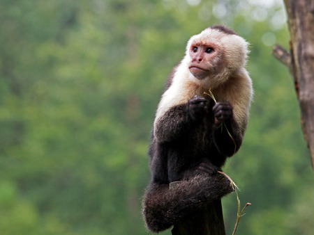 capuchin monkeyの写真素材