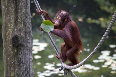 Baby orangutanの写真素材