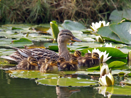 Mother duck and her ducklings between water lily flowersの写真素材