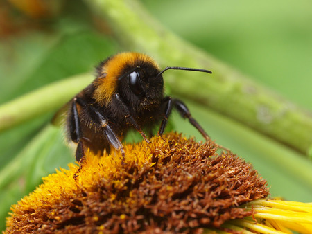 Honey bee on flower