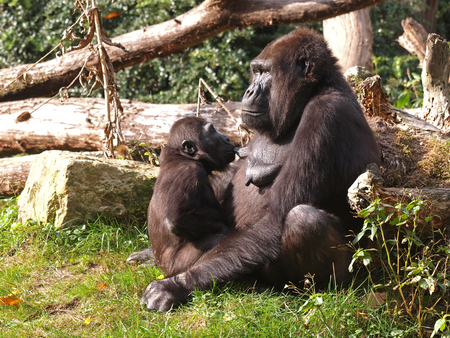 Gorilla mother with her childの写真素材