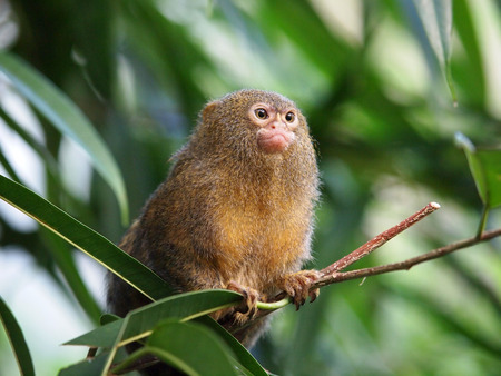 Portrait of the smallest monkey in the world