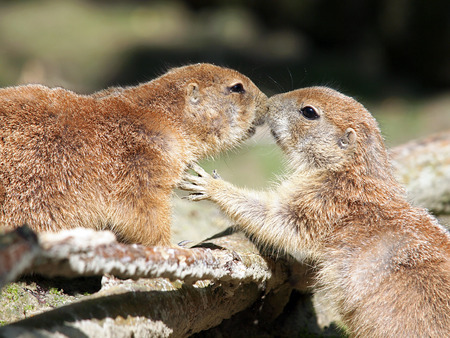 Kissing Prairi dogs