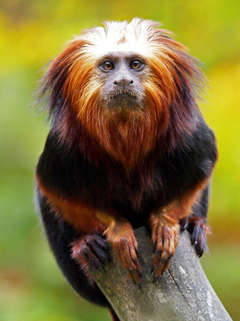 Portrait of a Lion Tamarin on a branchの写真素材