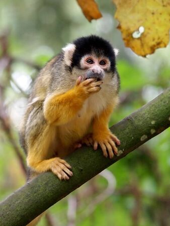 squirrel monkeyの写真素材