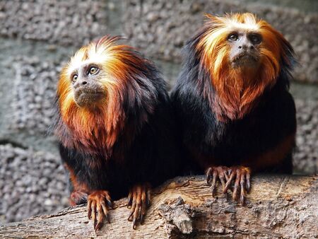 Lion Tamarinsの写真素材
