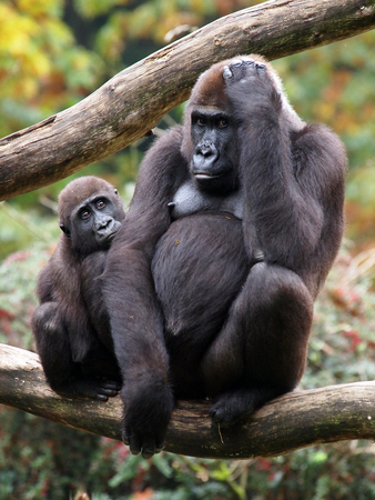 Gorilla mother with childの写真素材