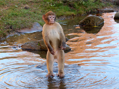 Young Berber Monkey is standing in the waterの写真素材